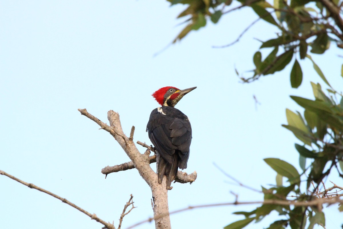 Lineated Woodpecker - ML622992775