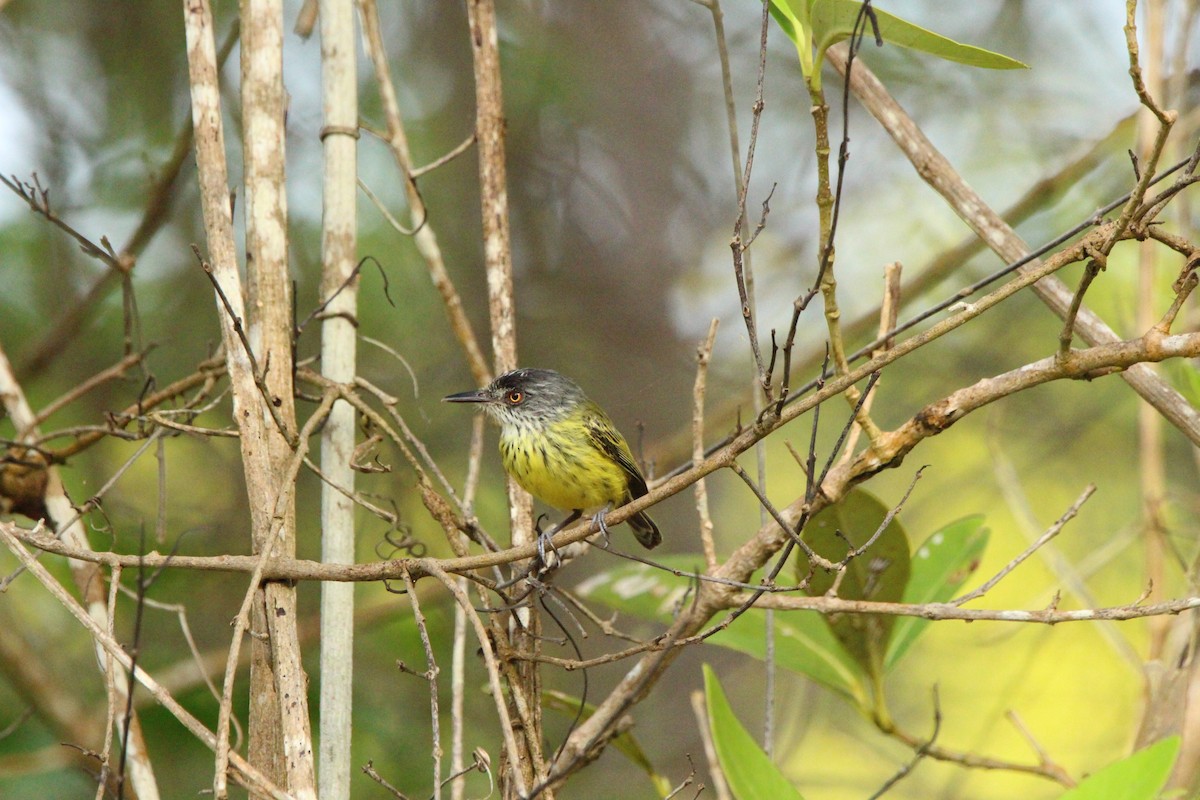 Spotted Tody-Flycatcher - ML622992781