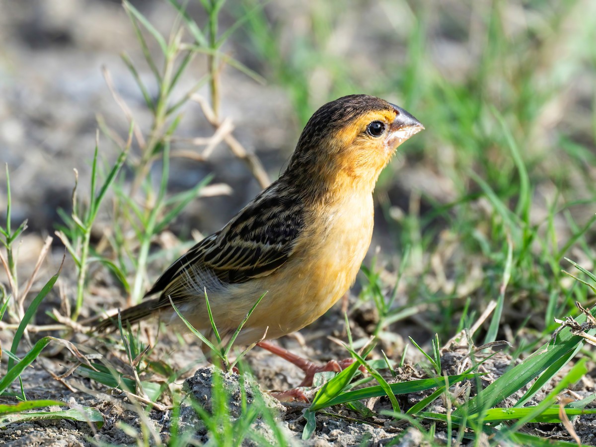 Asian Golden Weaver - ML622992784