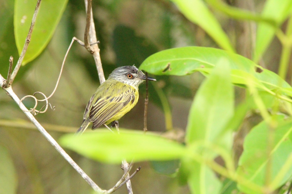 Spotted Tody-Flycatcher - ML622992786