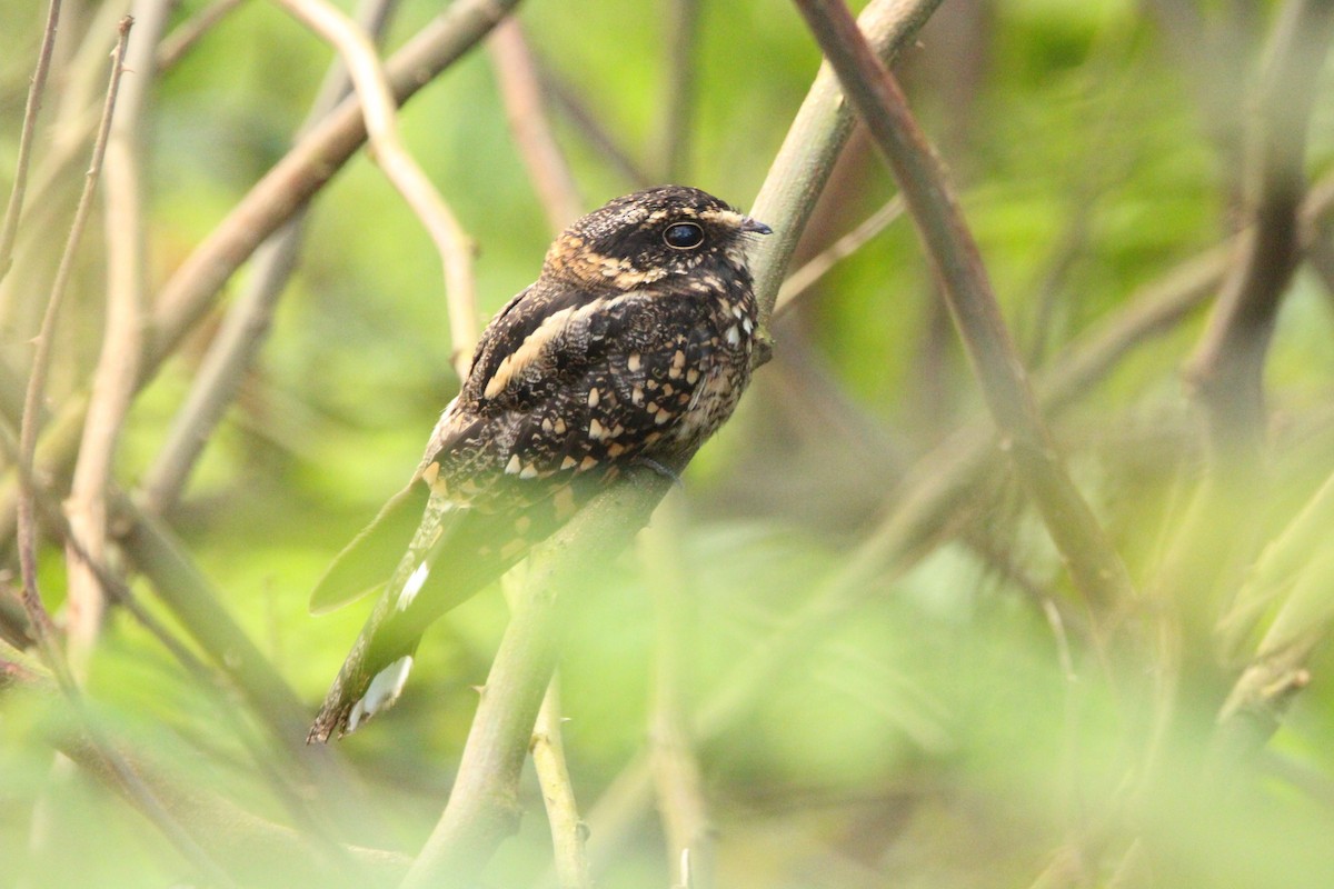 Band-tailed Nighthawk - ML622992807