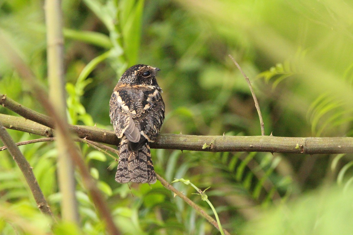 Band-tailed Nighthawk - ML622992809