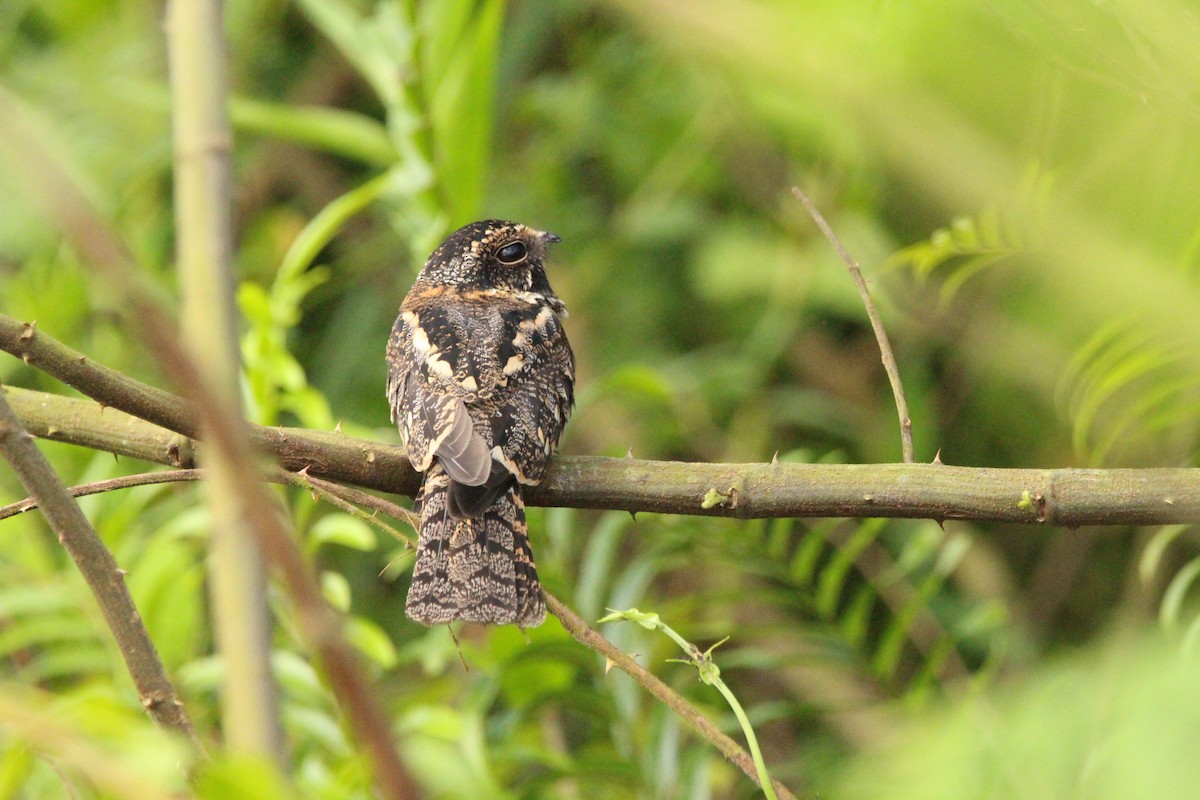 Band-tailed Nighthawk - ML622992816