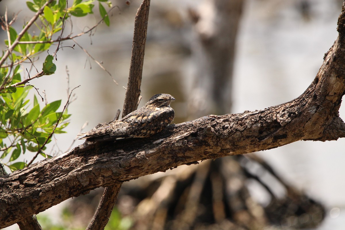 Spot-tailed Nightjar - ML622992825