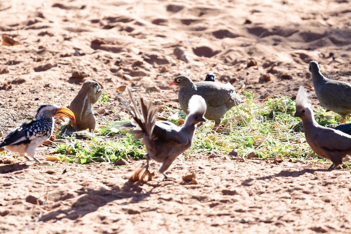 Red-billed Spurfowl - ML622992887