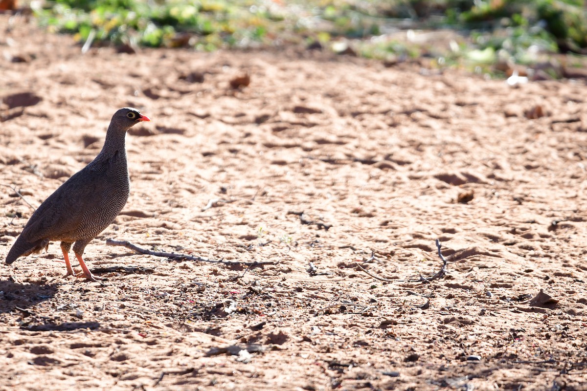 Red-billed Spurfowl - ML622992891