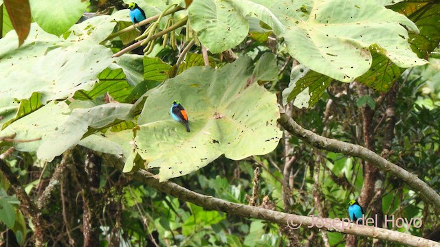Paradise Tanager - ML622992908