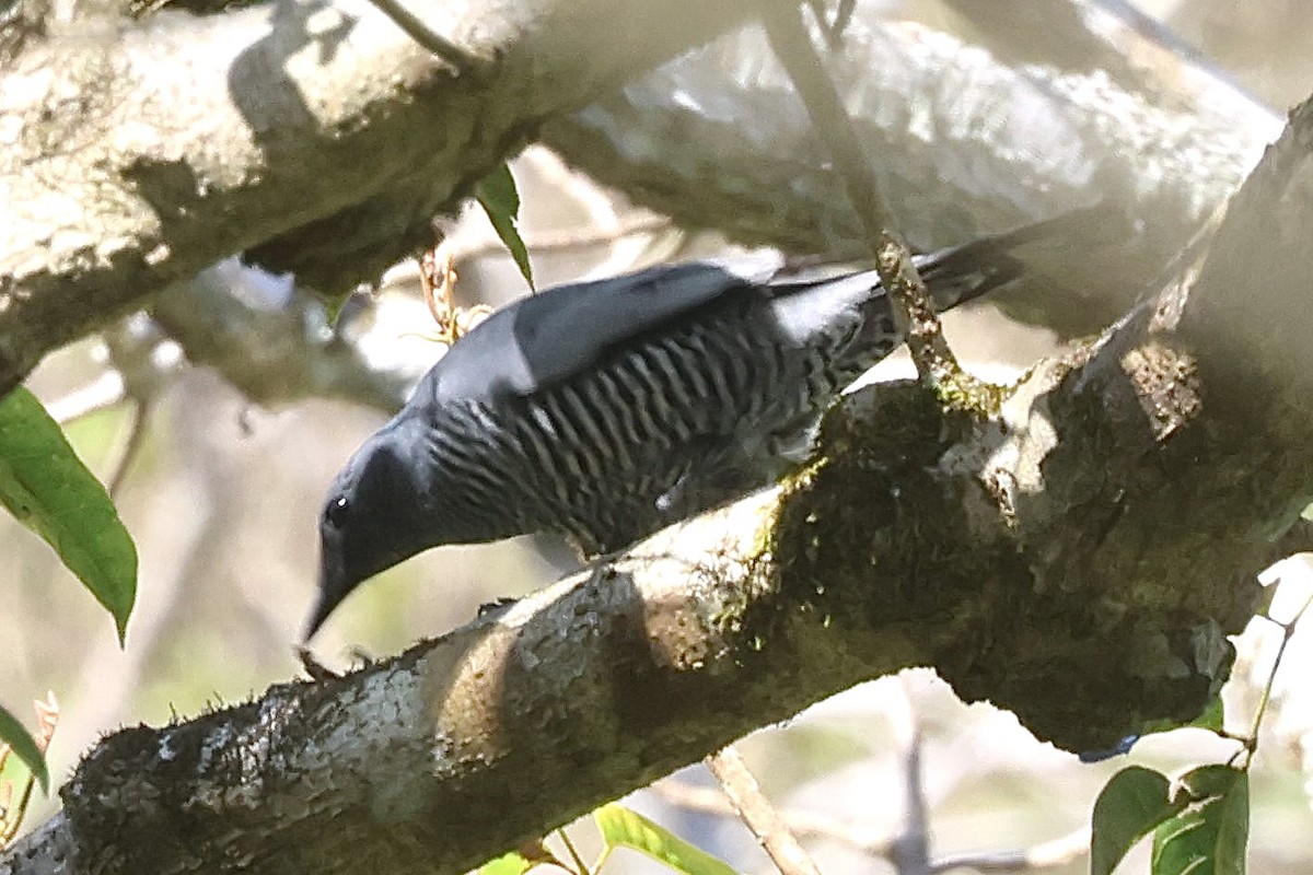 Pale-shouldered Cicadabird - ML622992928