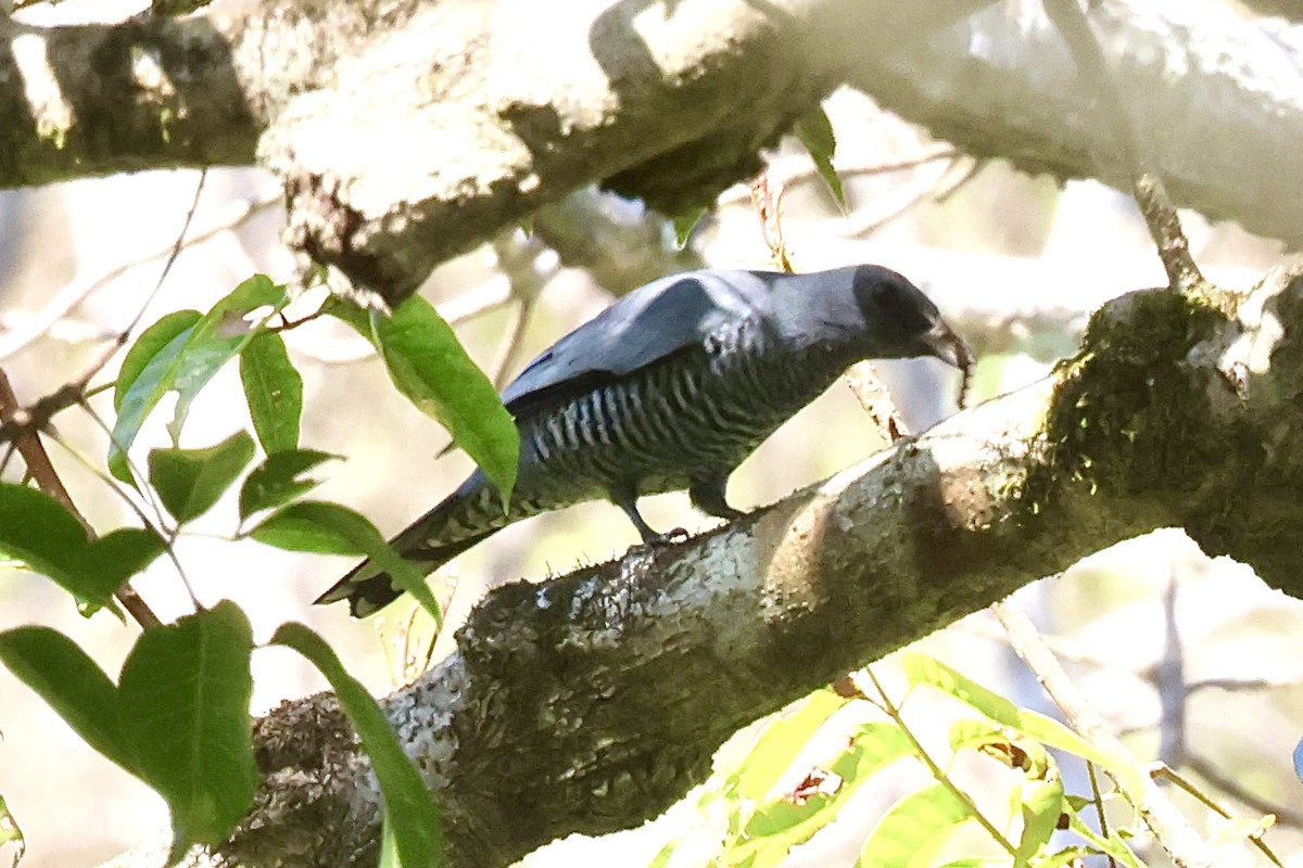 Pale-shouldered Cicadabird - ML622992929