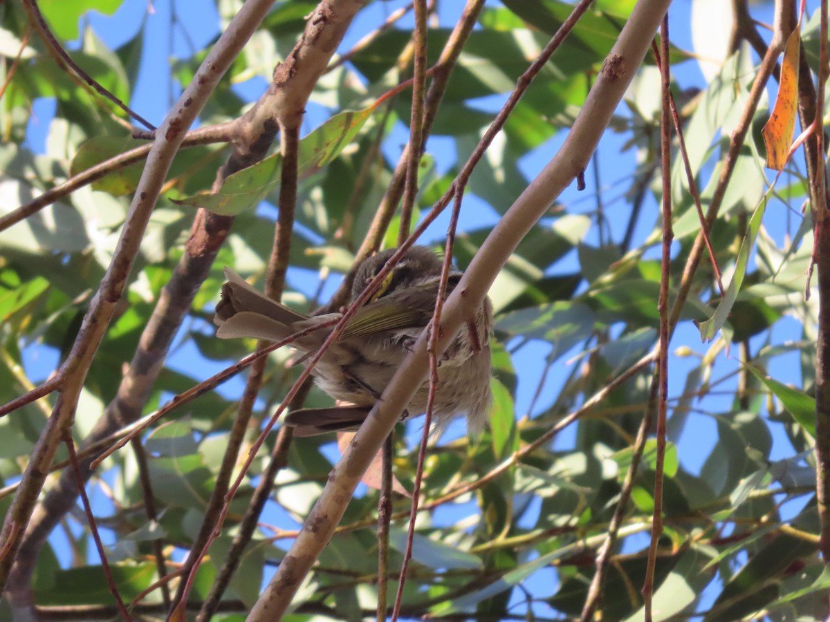 Yellow-faced Honeyeater - ML622992955