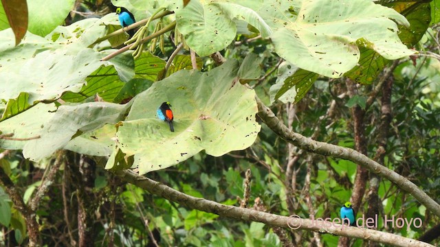 Paradise Tanager - ML622992962