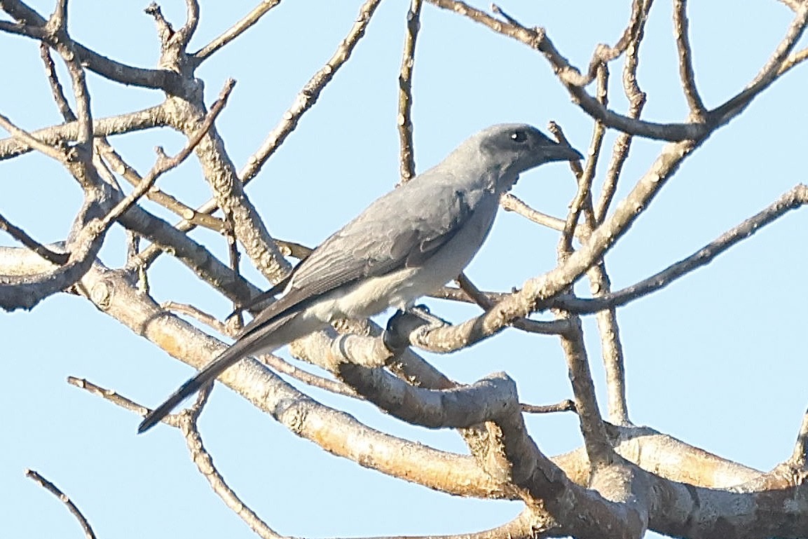 Wallacean Cuckooshrike - ML622992966