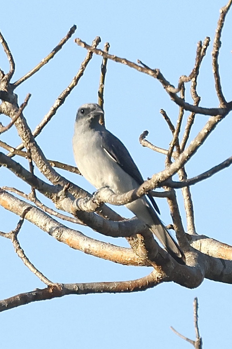 Wallacean Cuckooshrike - ML622992967