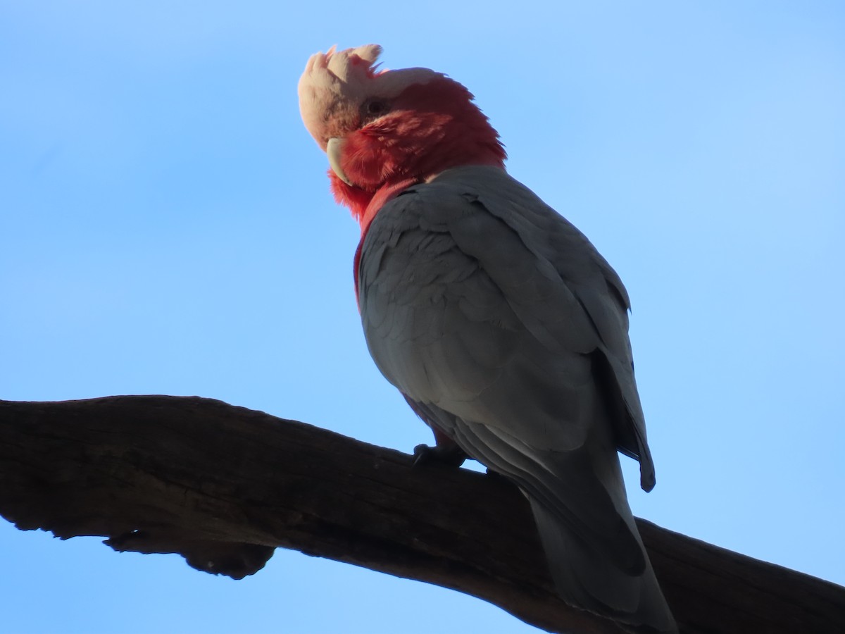 Cacatúa Galah - ML622992972