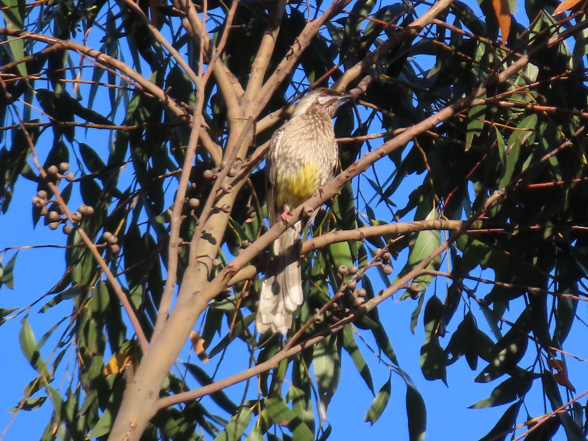 Red Wattlebird - ML622992973