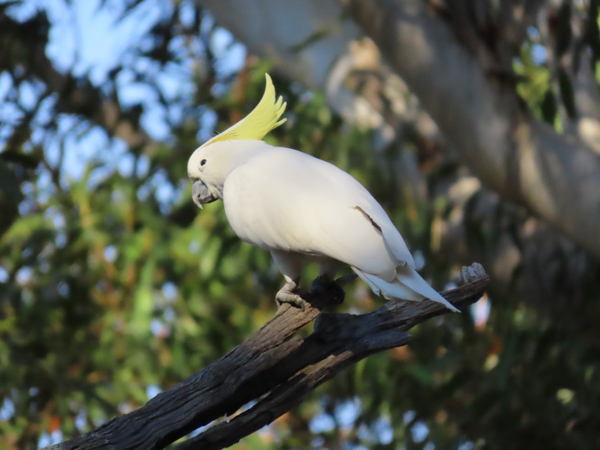 Cacatúa Galerita - ML622992989