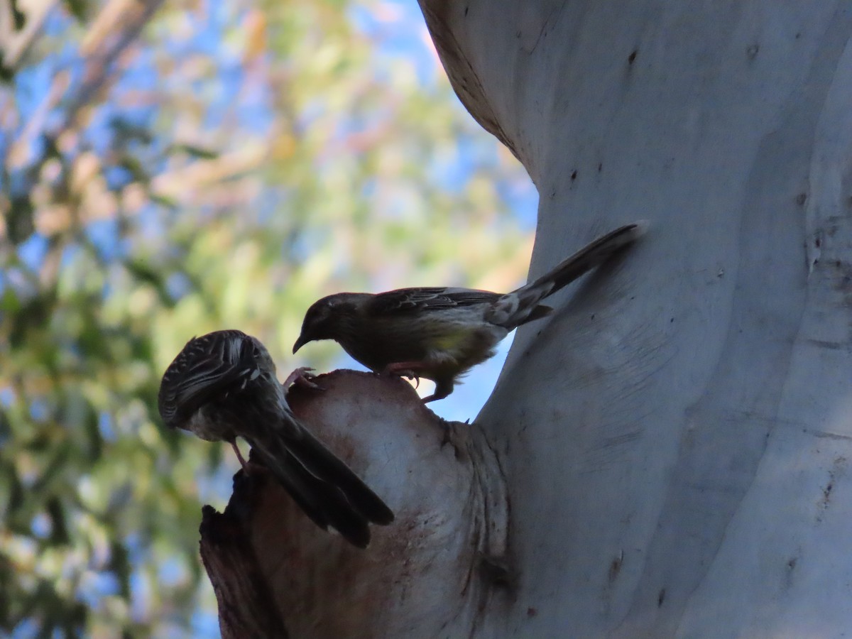 Red Wattlebird - ML622993016