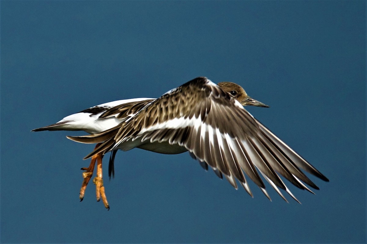 Ruddy Turnstone - ML622993052