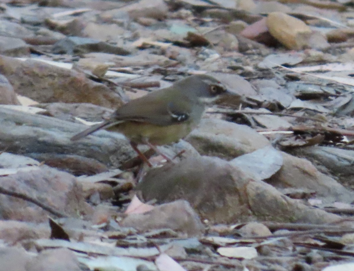 White-browed Scrubwren (White-browed) - ML622993062