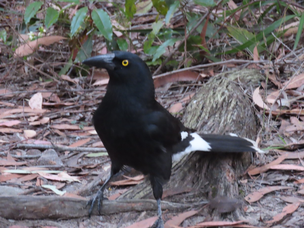 Pied Currawong - ML622993079