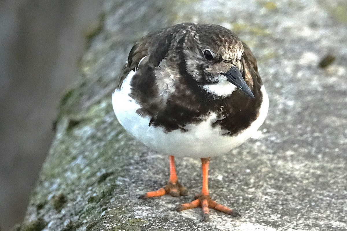 Ruddy Turnstone - ML622993091