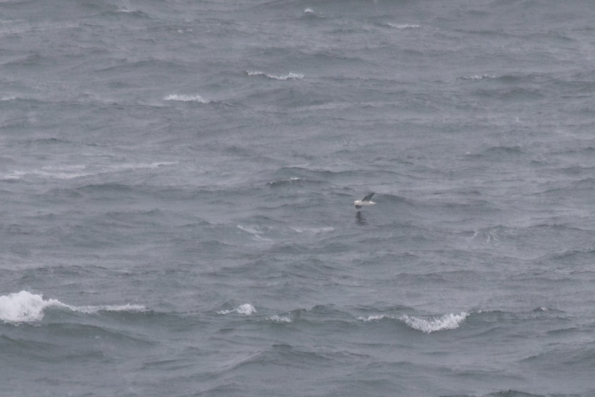 Indian Yellow-nosed Albatross - Ramit Singal