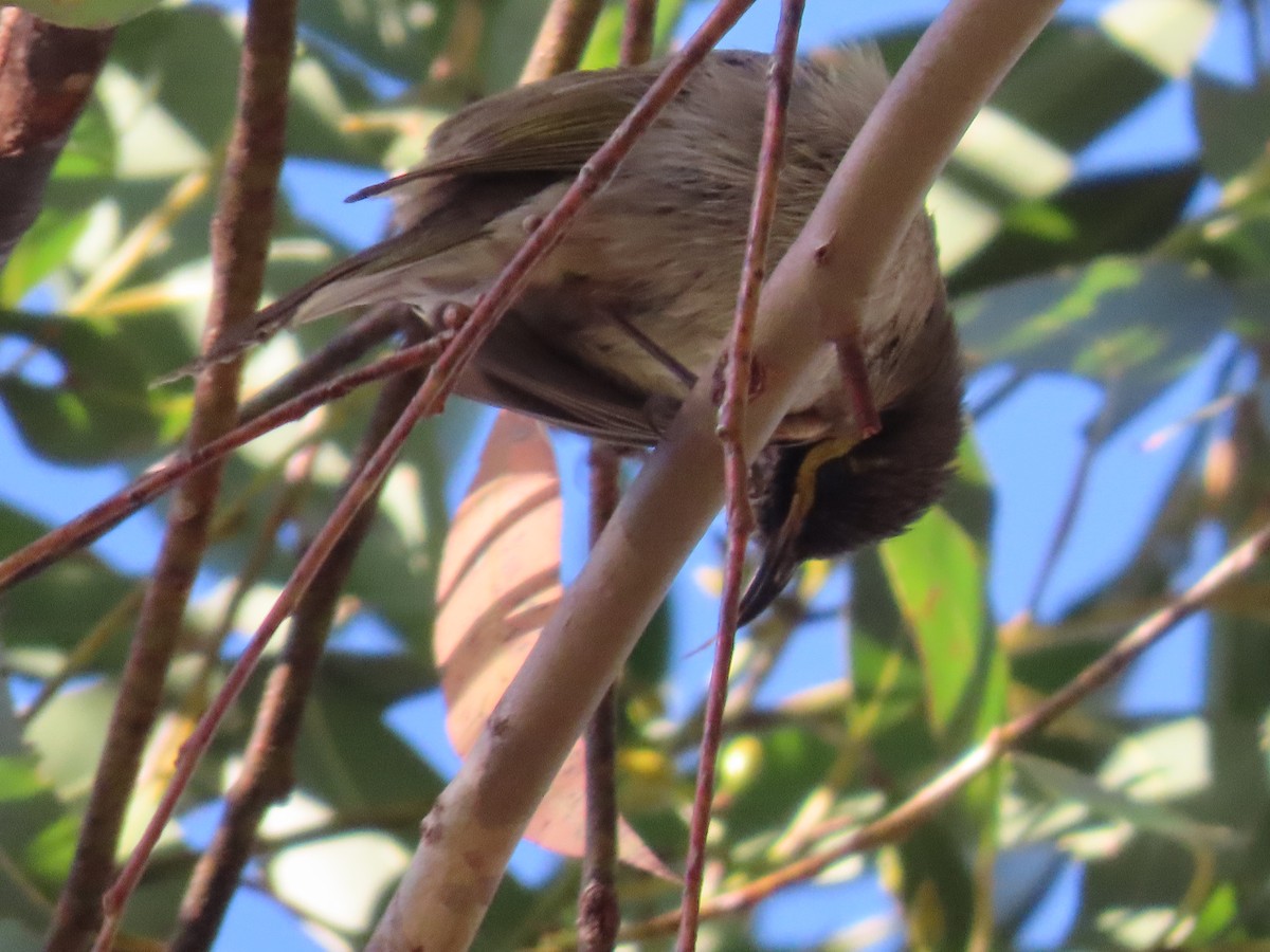 Yellow-faced Honeyeater - ML622993113