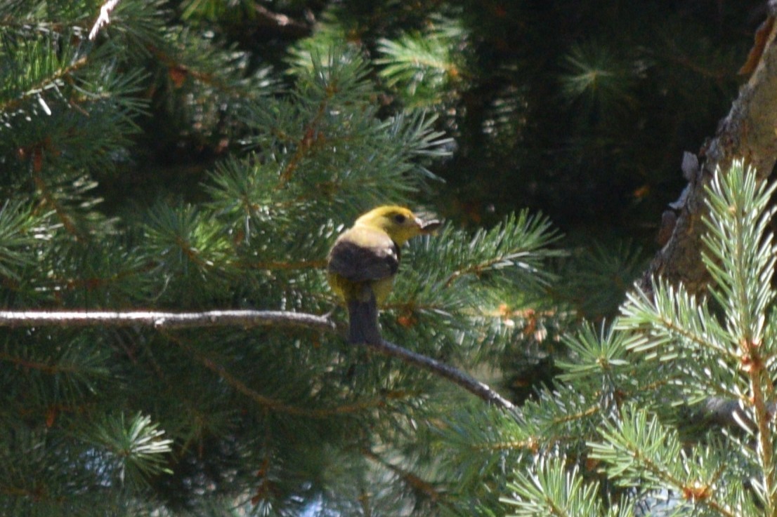 Western Tanager - ML622993152