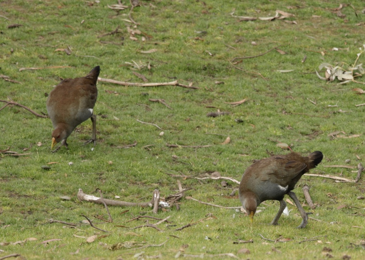 Tasmanian Nativehen - ML622993157