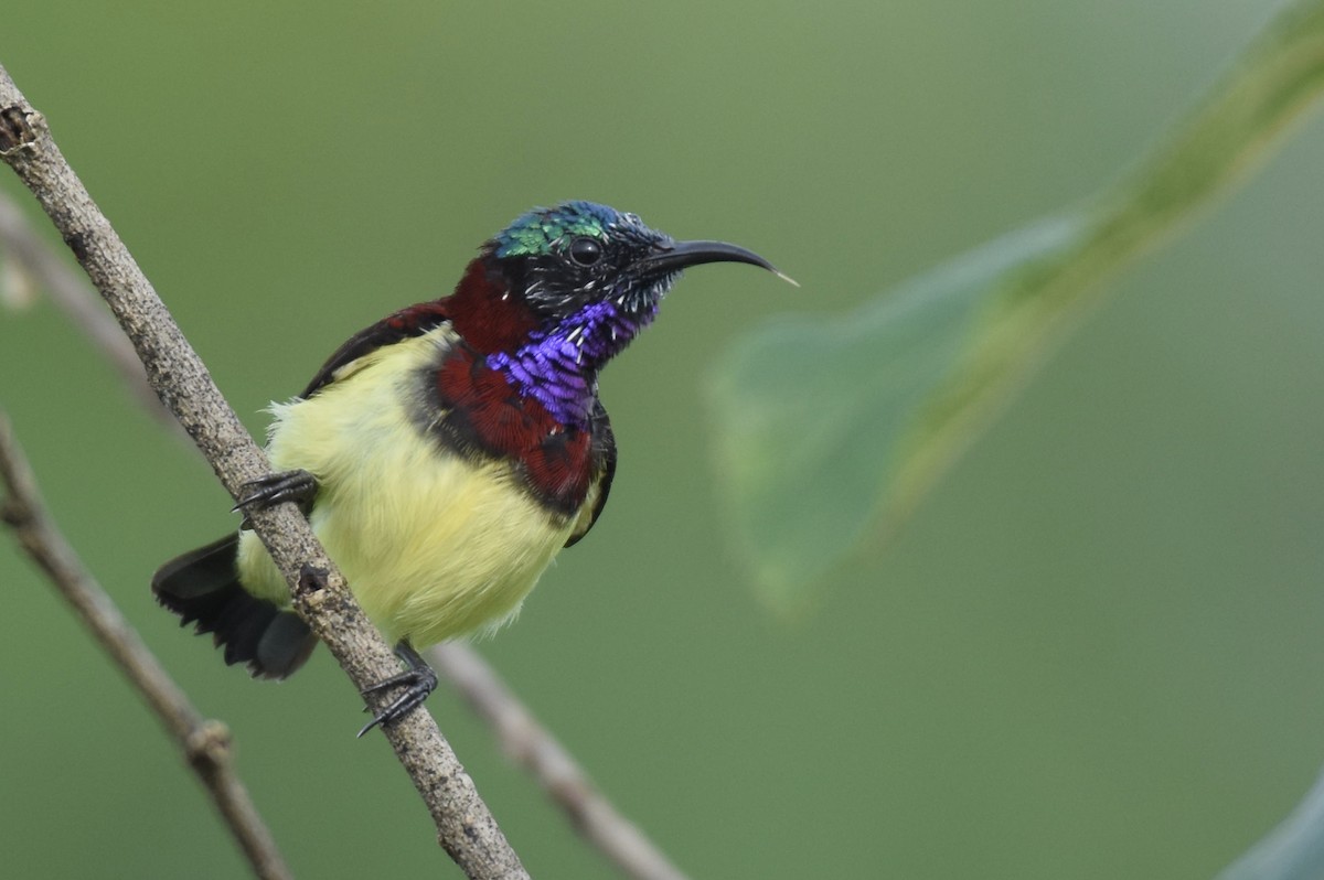 Crimson-backed Sunbird - ML622993183