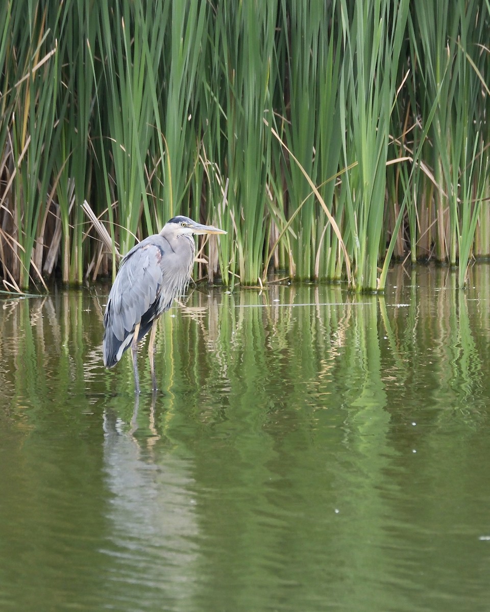 Great Blue Heron - ML622993233