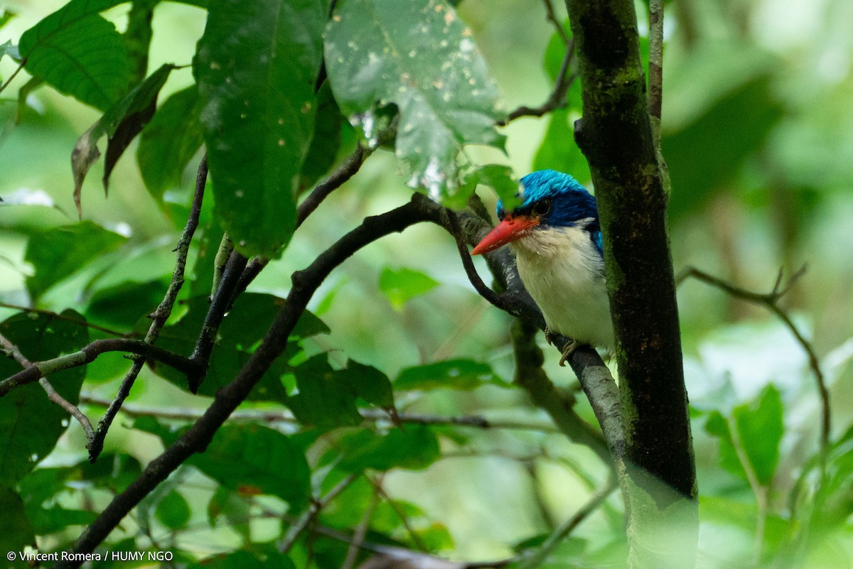 Common Paradise-Kingfisher - ML622993304