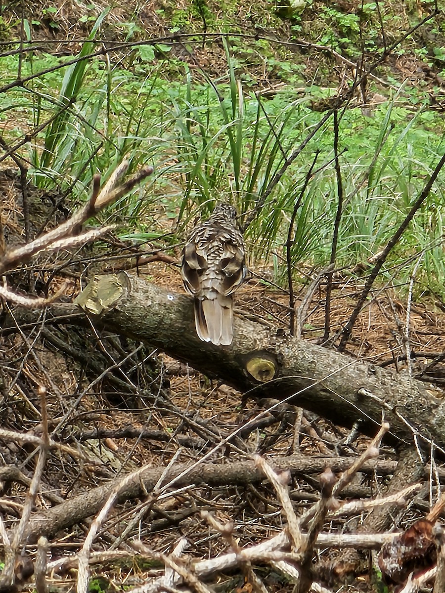 Scaly Thrush - ML622993366