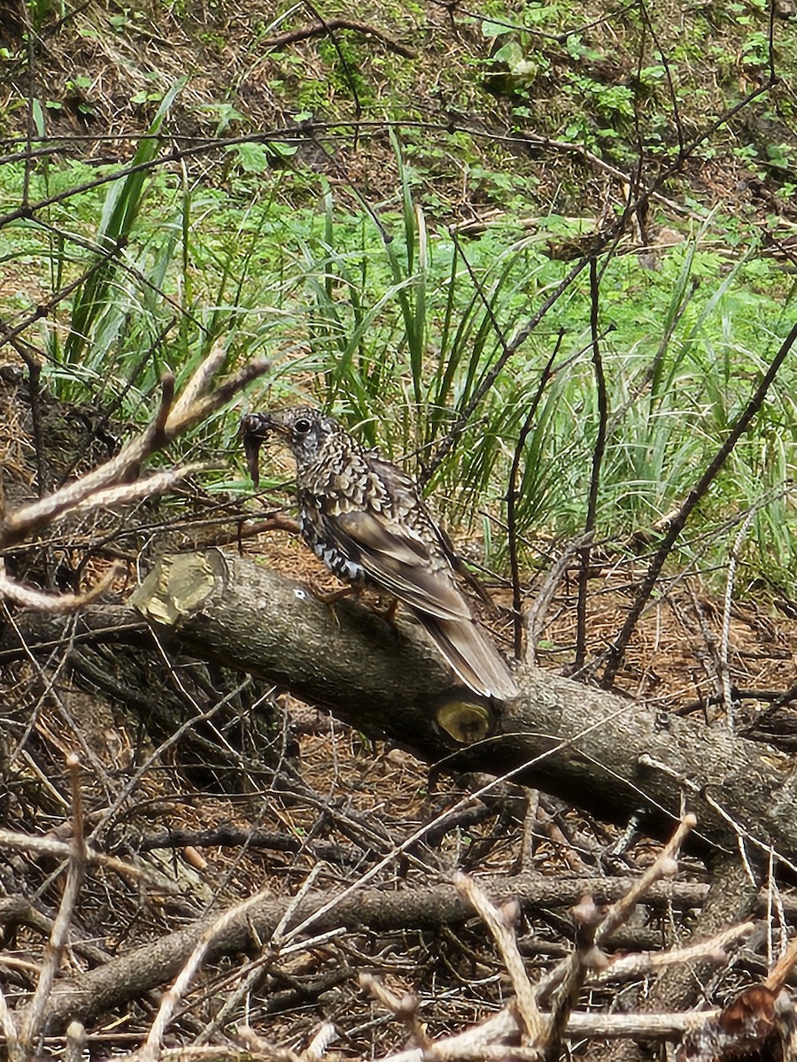 Scaly Thrush - ML622993367