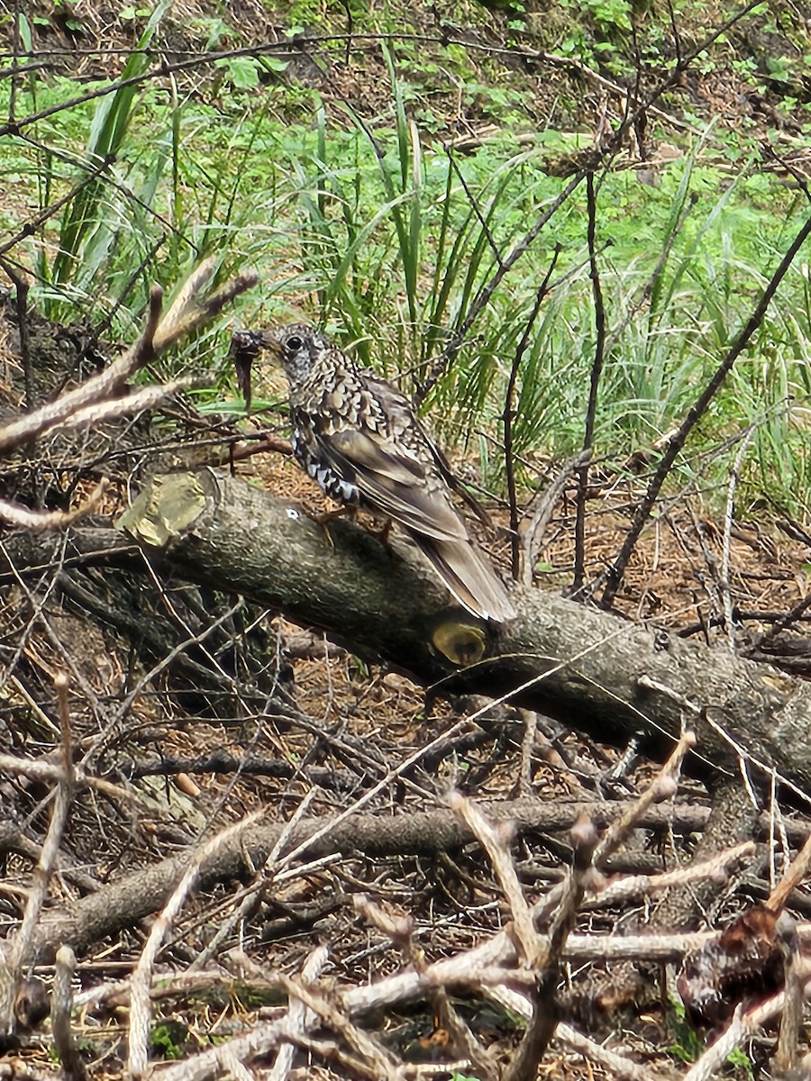 Scaly Thrush - Mohammad Ishaq Lone