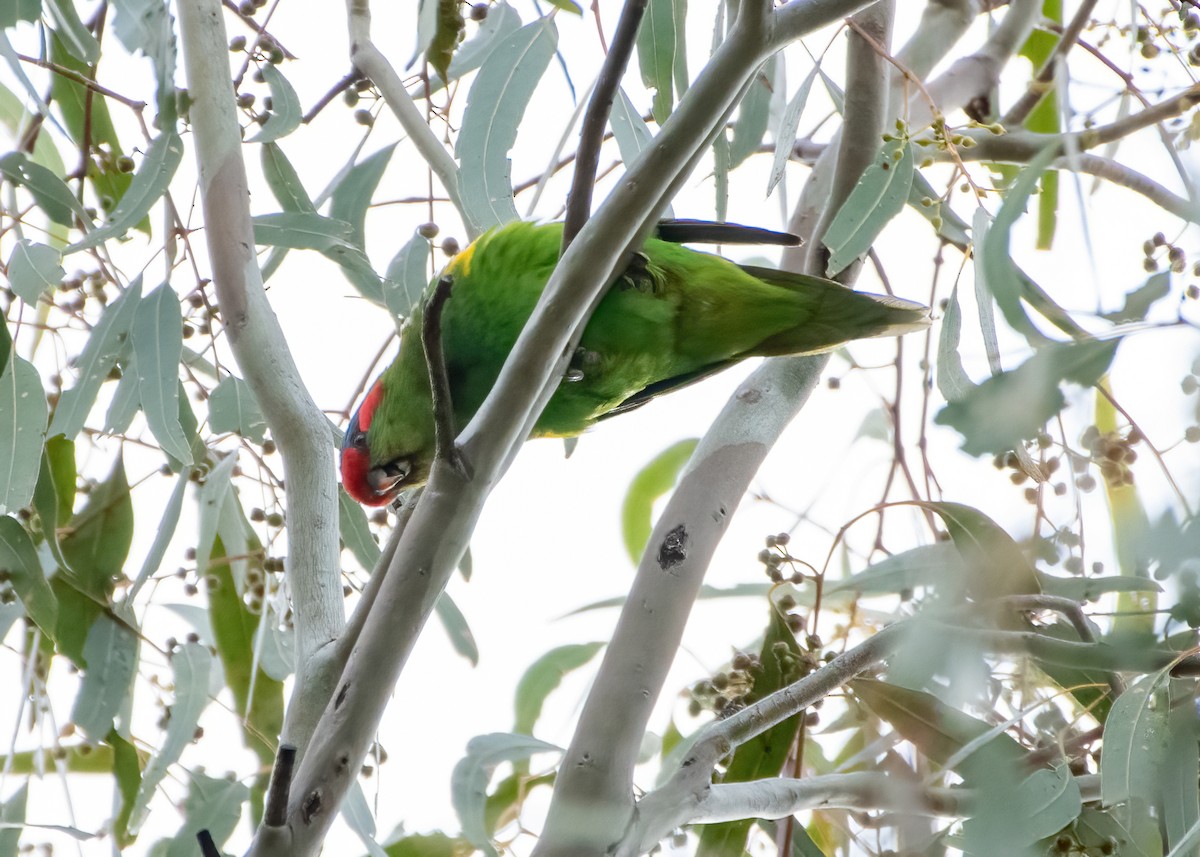 Musk Lorikeet - ML622993566