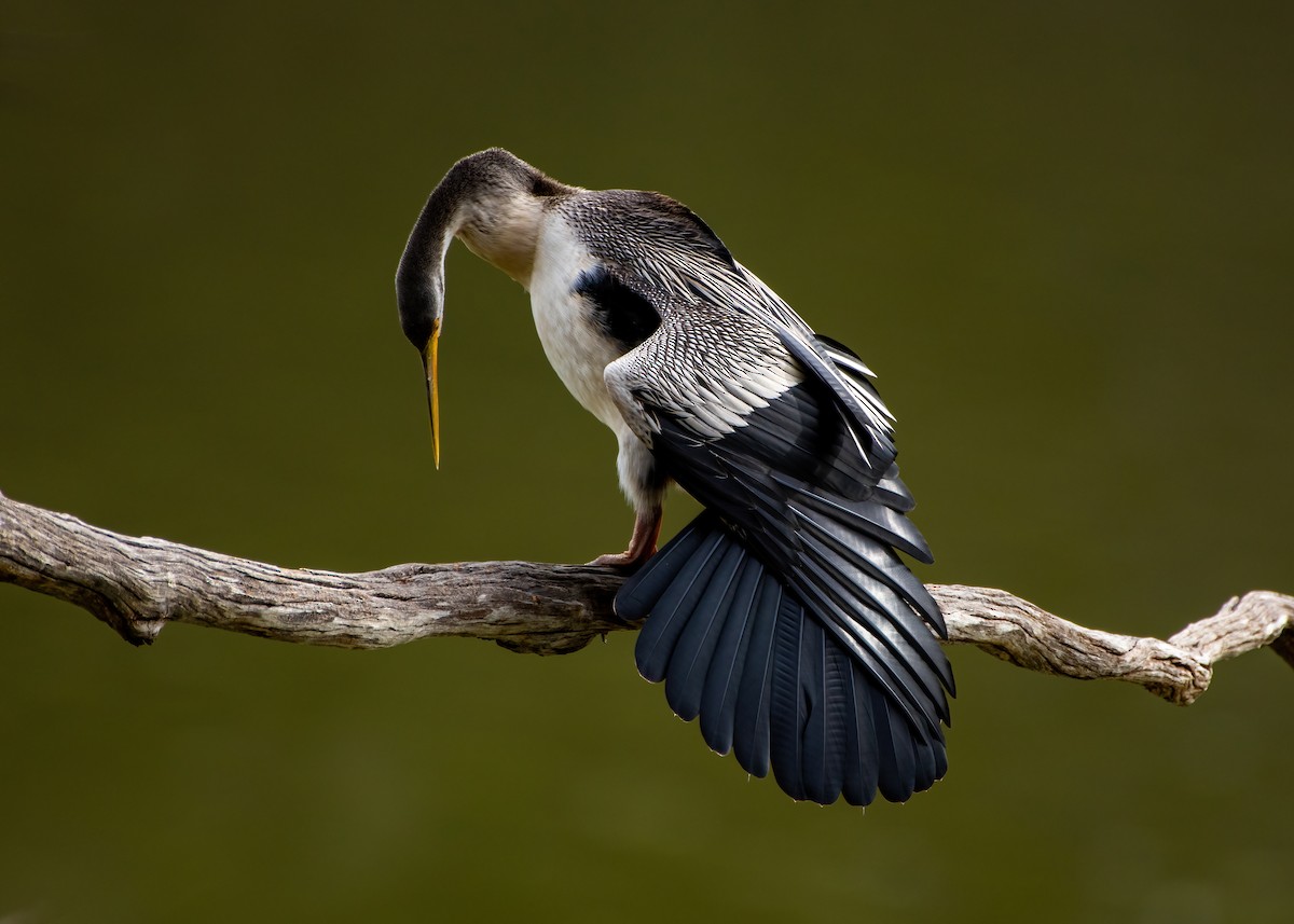 Anhinga Australiana - ML622993569