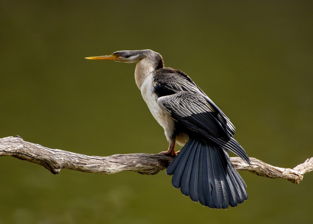 Australasian Darter - ML622993577