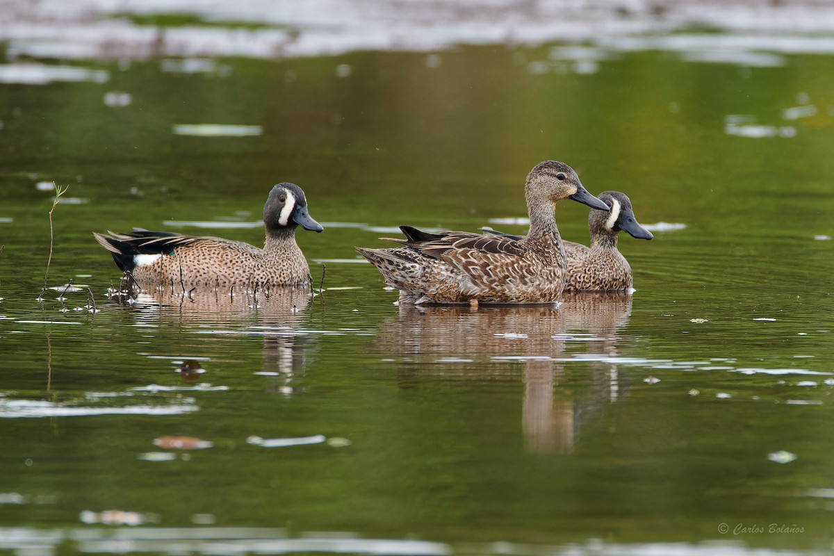 Blue-winged Teal - Carlos  Bolaños