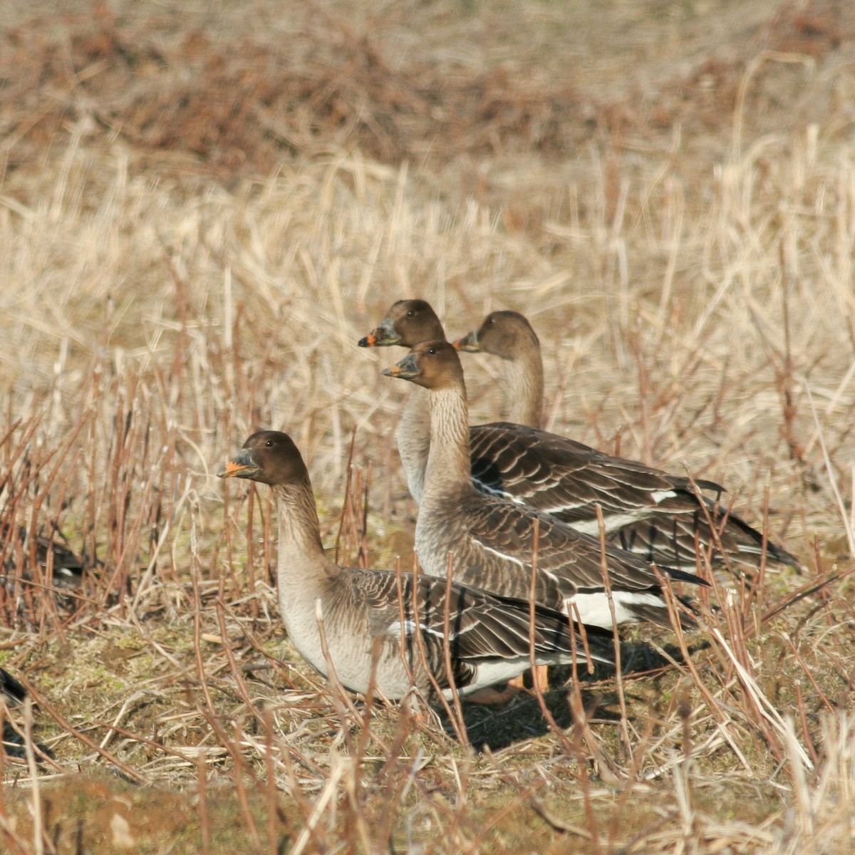 taigasædgås - ML622993654