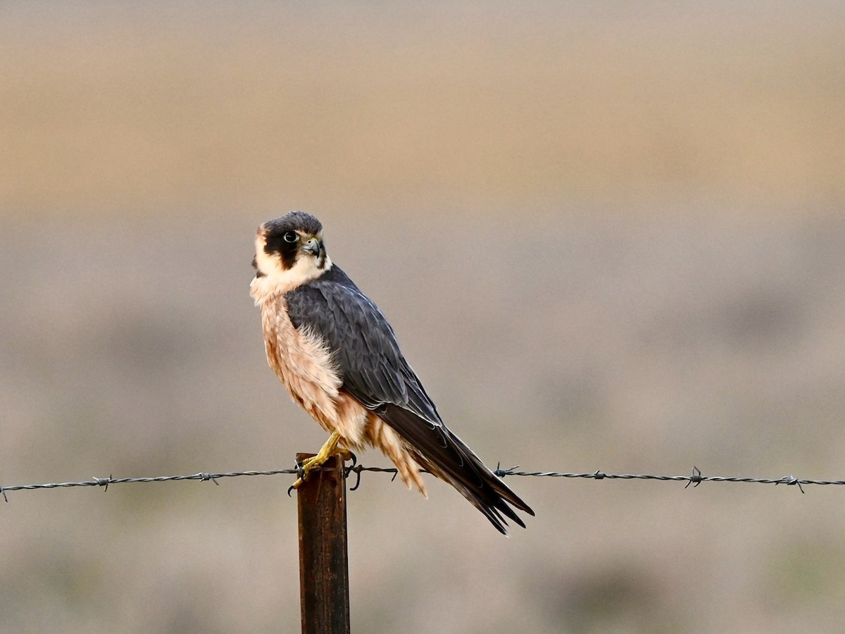 Australian Hobby - ML622993664