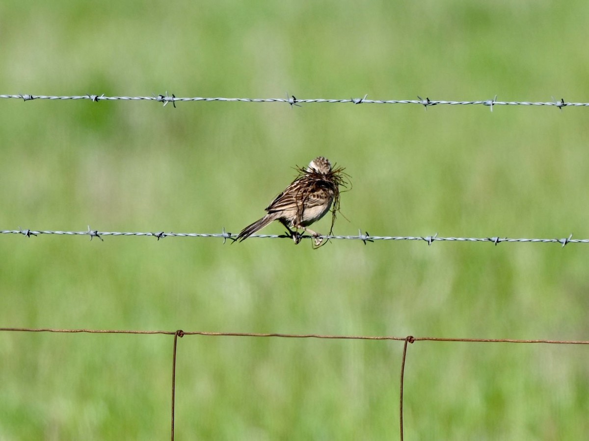 Singing Bushlark - ML622993667