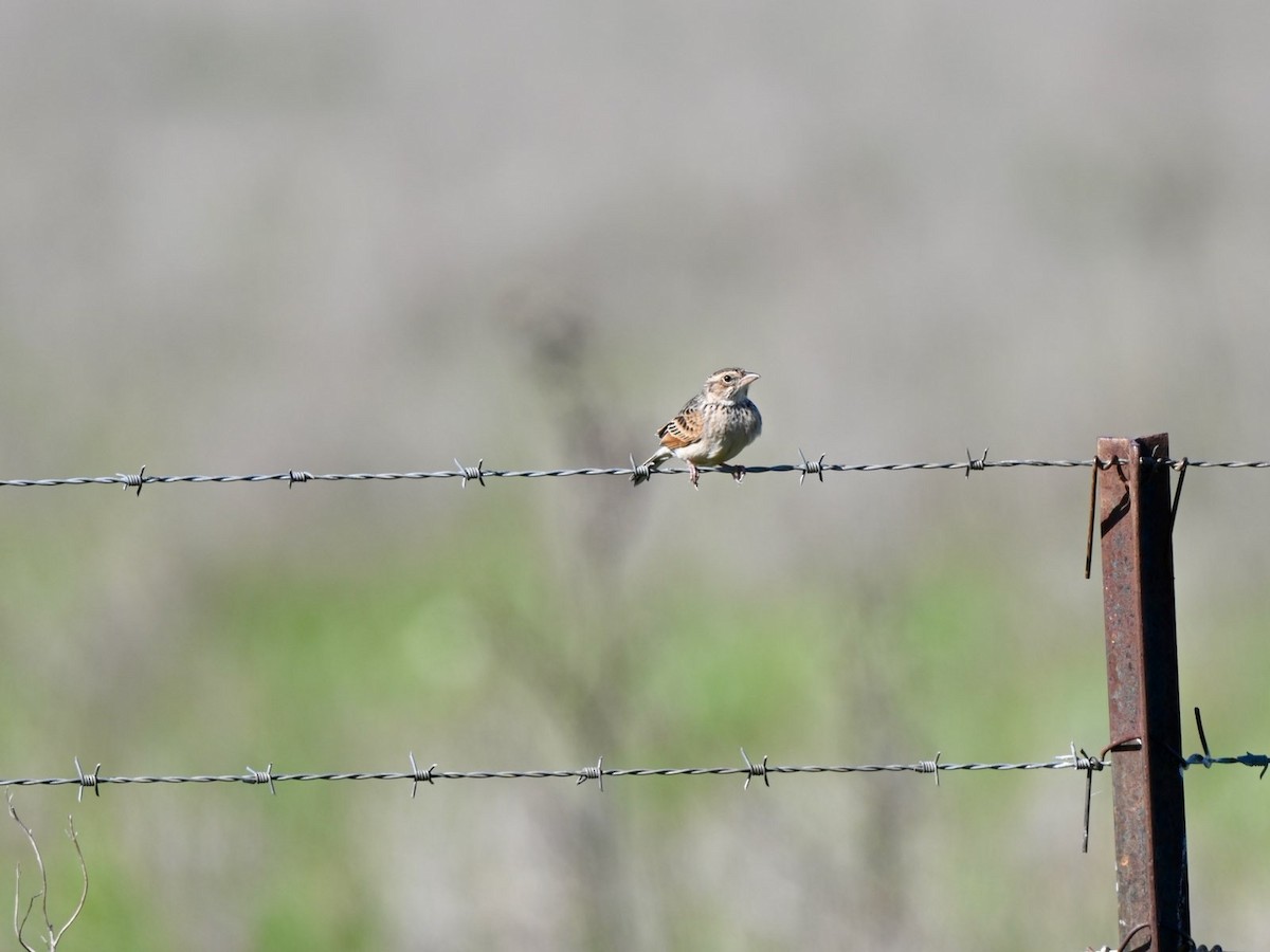 Singing Bushlark - ML622993668