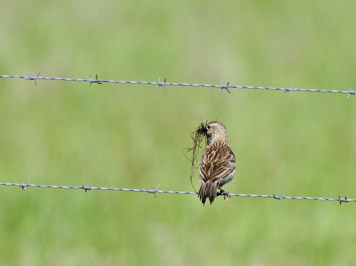 Singing Bushlark - ML622993669