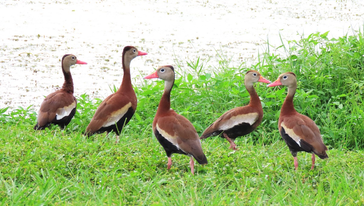 Black-bellied Whistling-Duck - Steve Aversa