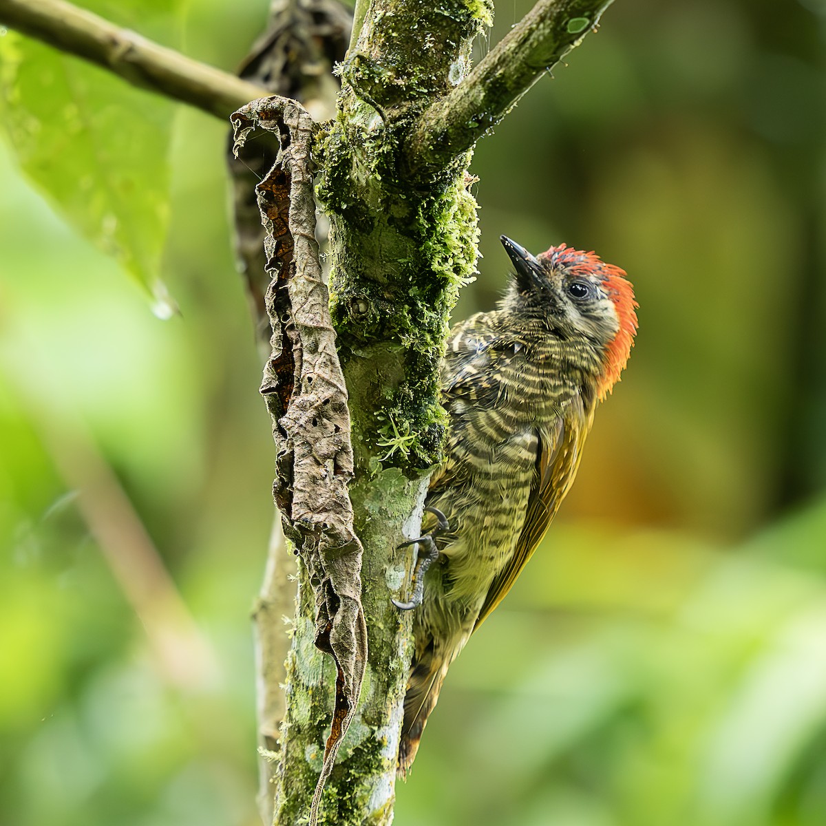 Yellow-vented Woodpecker - ML622993810