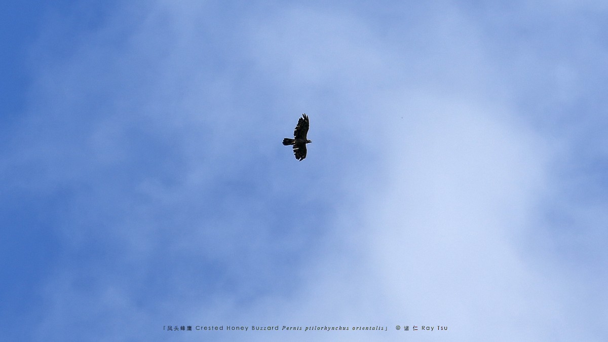 Oriental Honey-buzzard - ML622993894