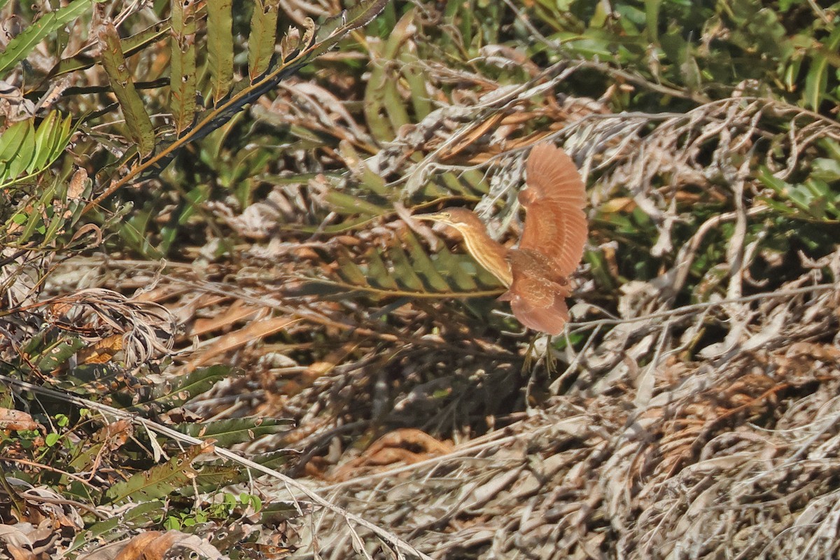 Cinnamon Bittern - ML622993915