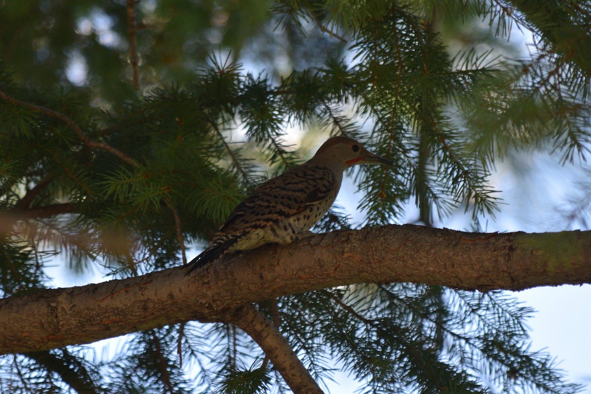 Northern Flicker (Red-shafted) - ML622993931