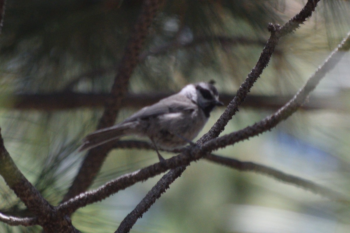 Mountain Chickadee (Rocky Mts.) - ML622993946